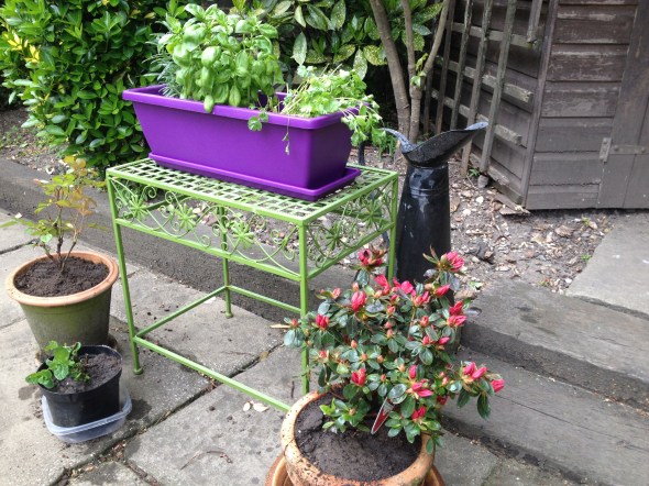 A Broad Gardening: Month 1