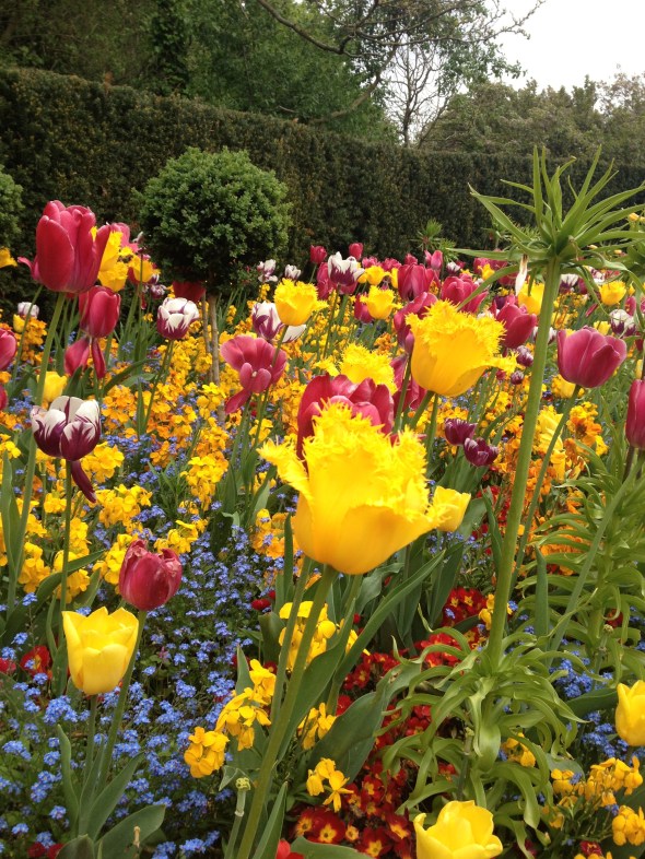 Regent's Park Tulips