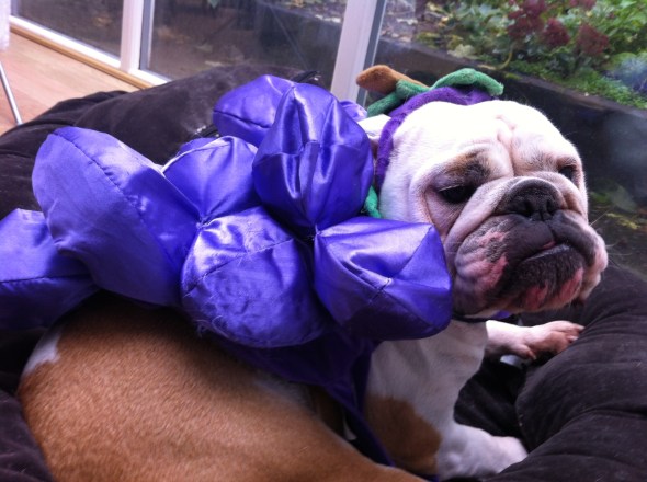 Gertie Grapes: A Broad Cooking