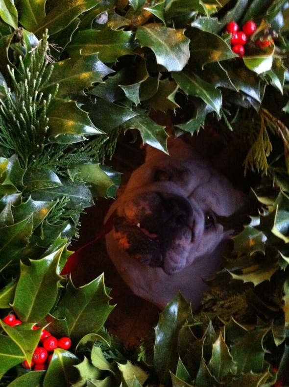 Mrs. Santa Paws: A Broad Cooking