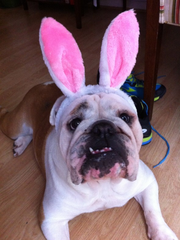 Gertie Cottontail: A Broad Cooking